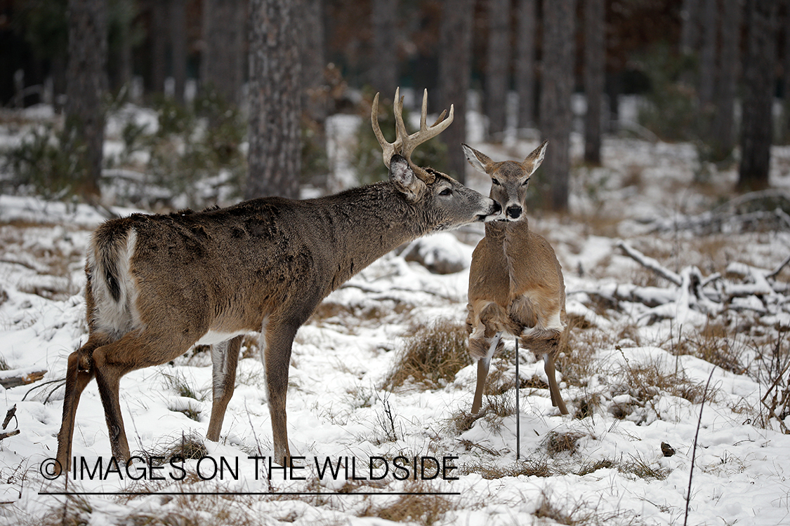 White-tailed buck approaching deer skin decoy. 