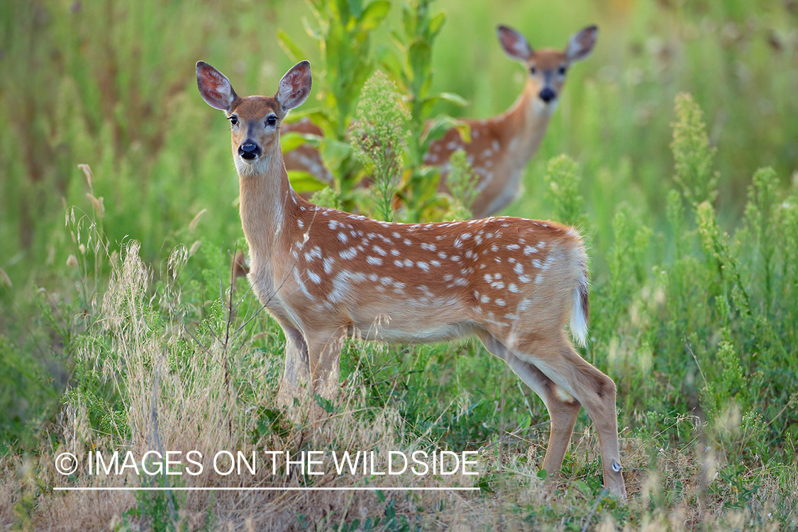 White-tailed deer fawns in habitat.