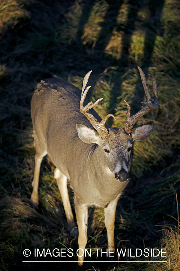 White-tailed buck photographed from tree stand.