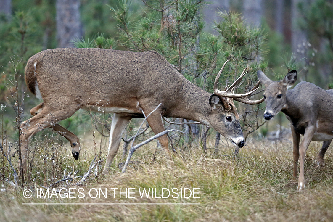 White-tailed buck chasing doe.