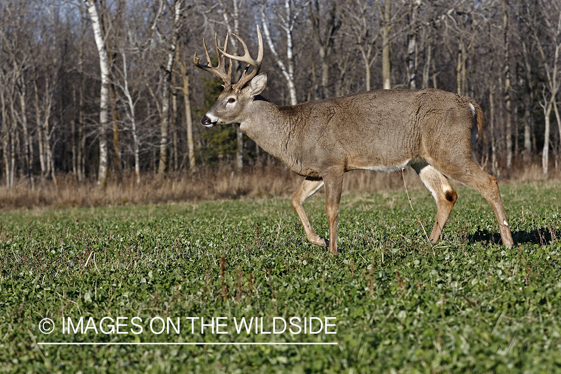 White-tailed buck in food plot.