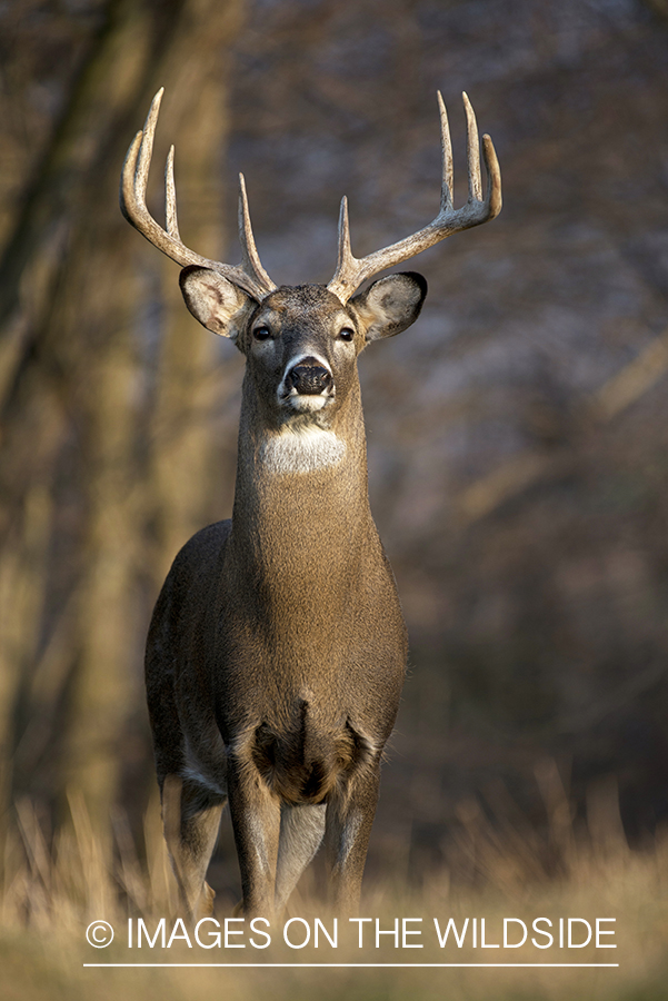 White-tailed buck in habitat.