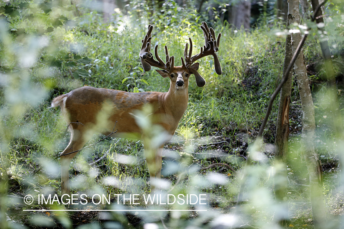 White-tailed buck in velvet.