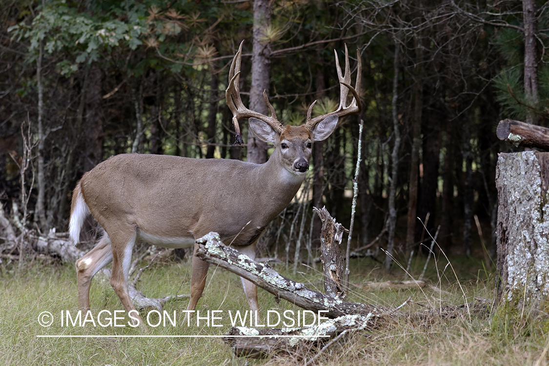 White-tailed buck in field.