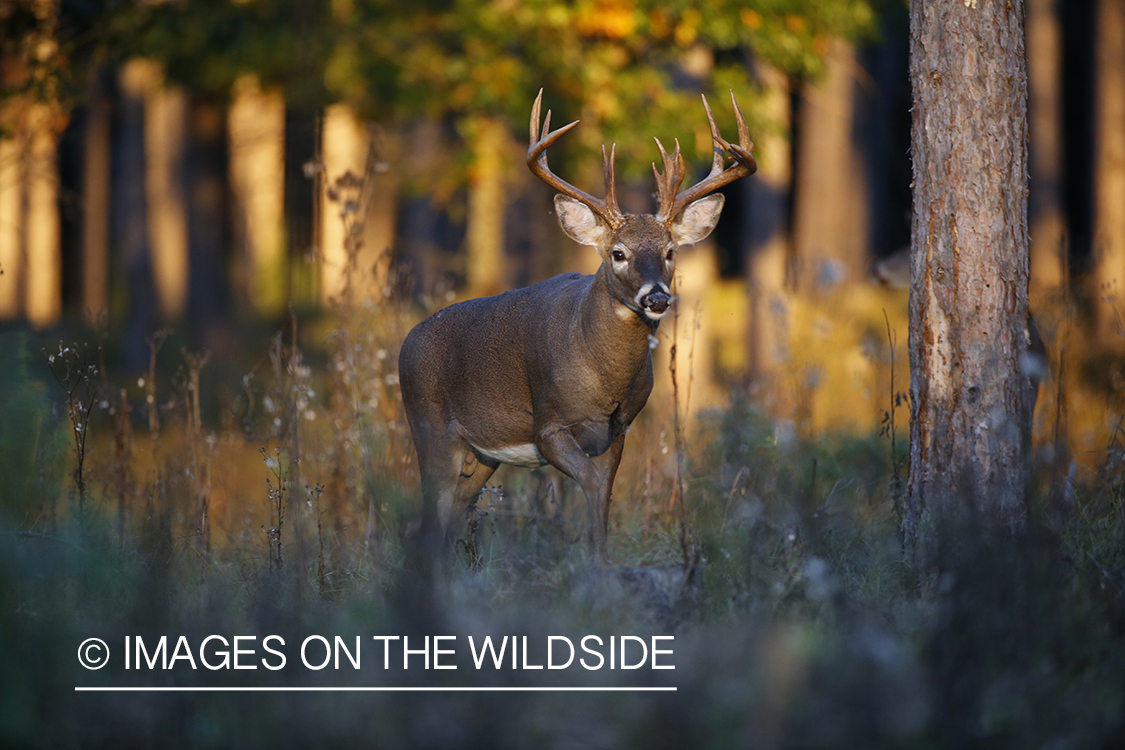 White-tailed buck in field.