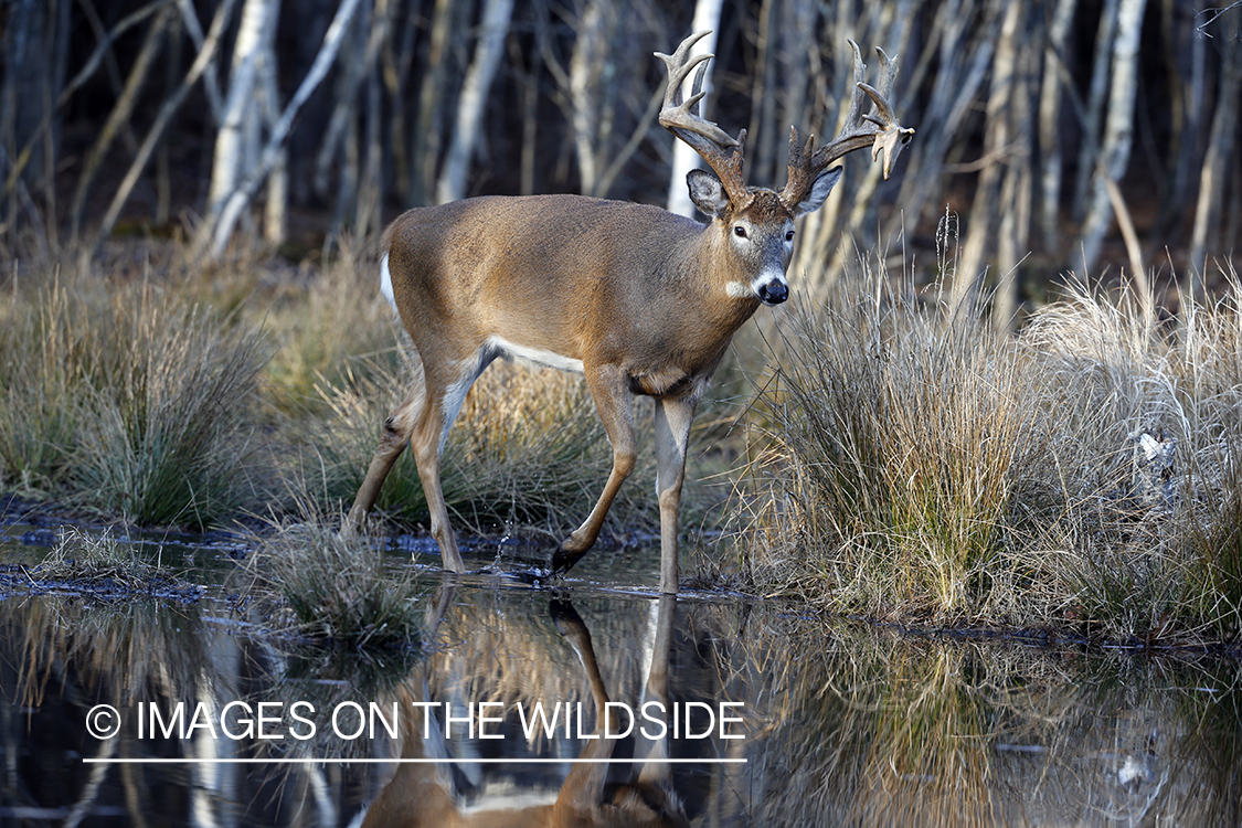 White-tailed buck by water with reflection.