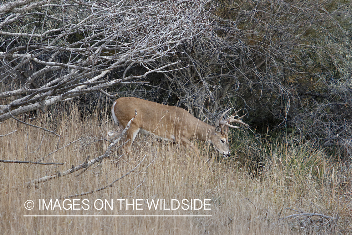 White-tailed buck in field.