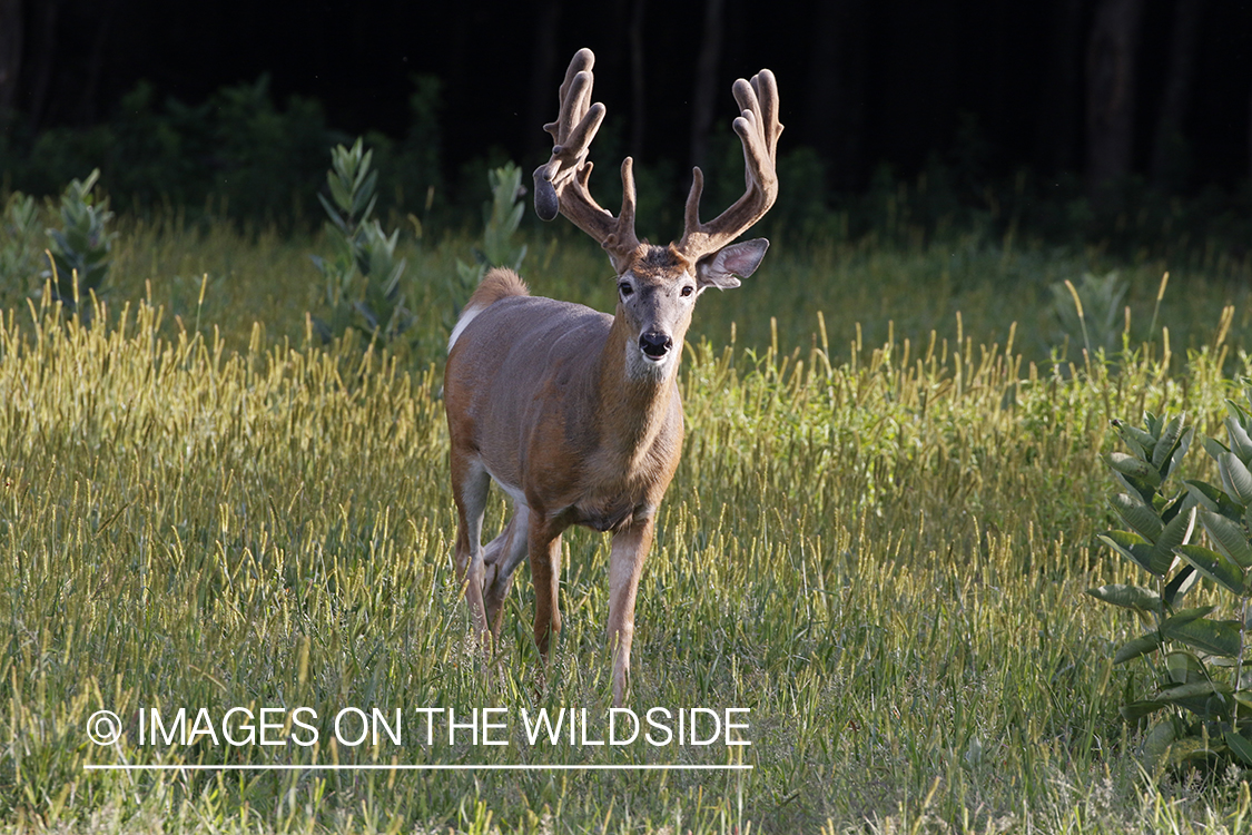 White-tailed buck in Velvet.