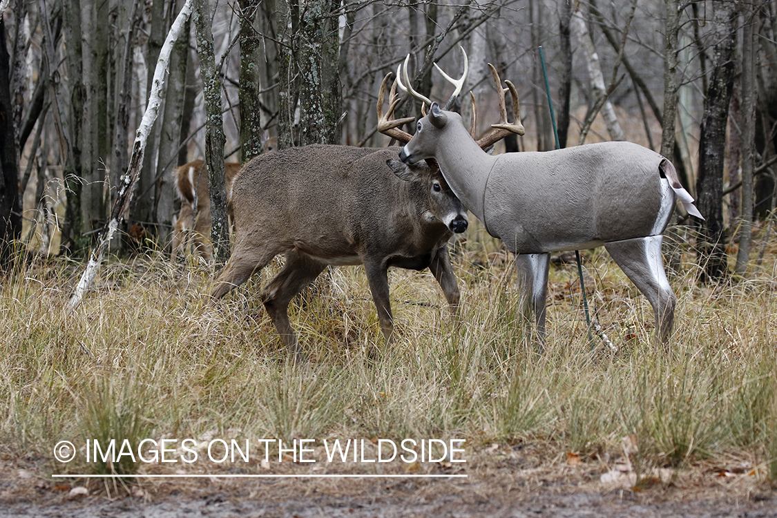 White-tailed buck confronting deer decoy.