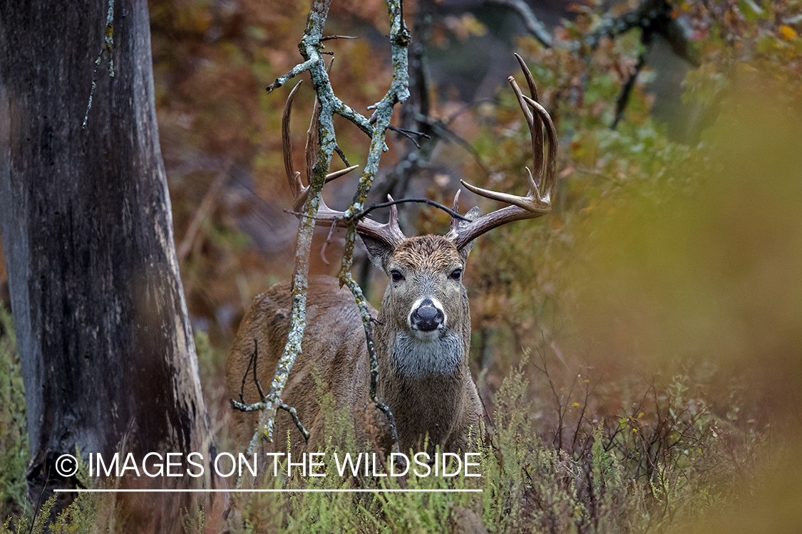 White-tailed buck in field.