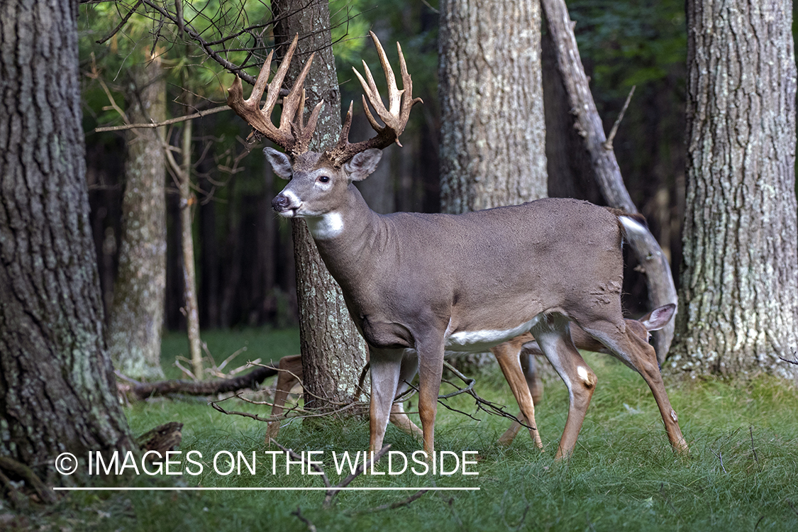 White-tailed buck in the Rut.