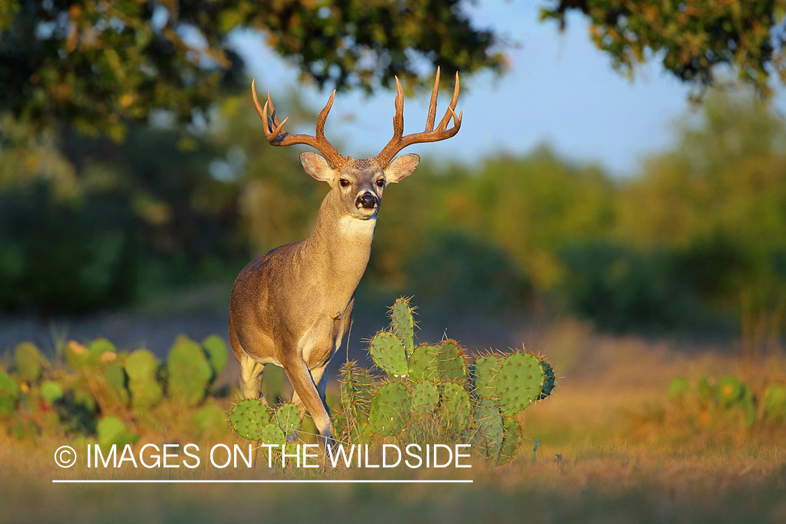 White-tailed buck with cactus.