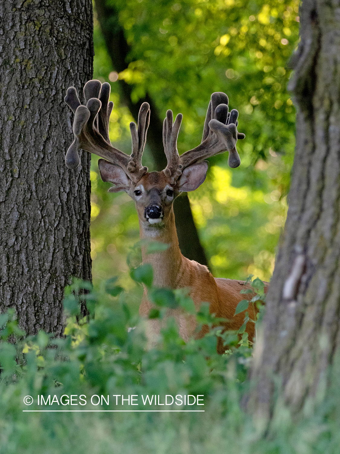 White-tailed deer in velvet.