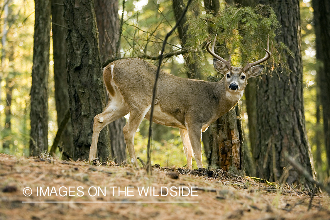 White-tailed deer in habitat