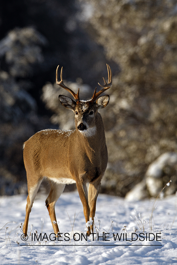 White-tailed deer in habitat