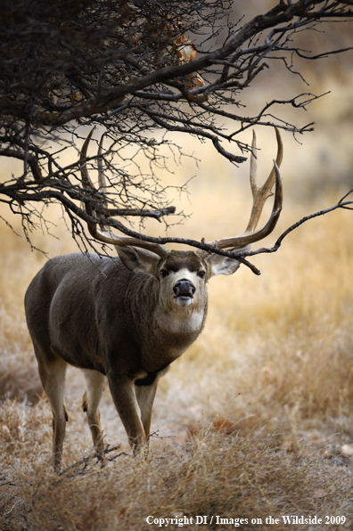 Mule buck in habitat