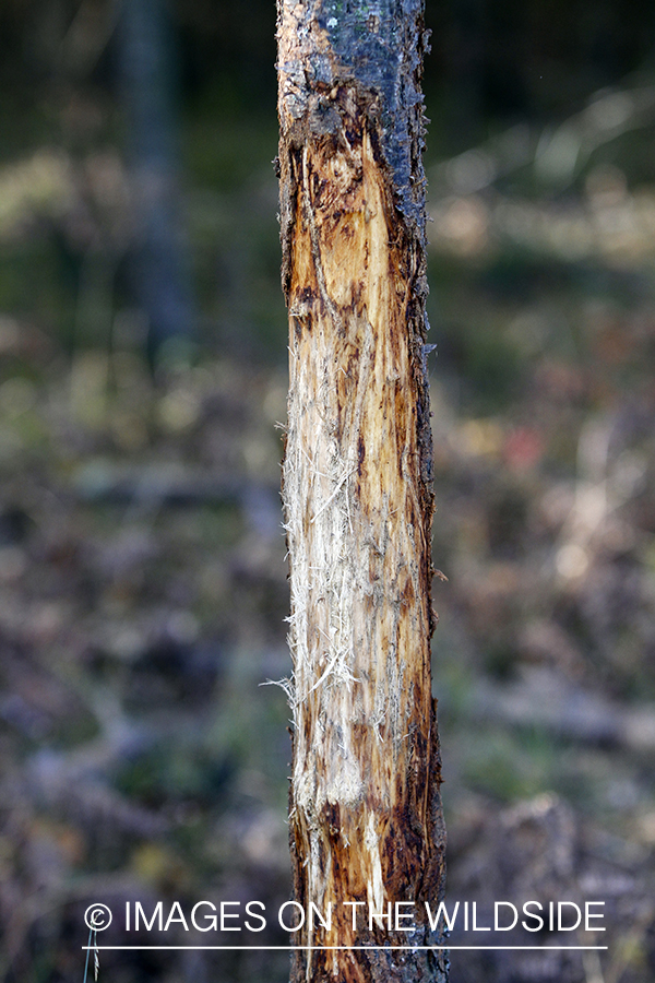 Deer rub in forest. 