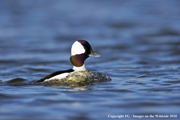 Bufflehead drake in habitat