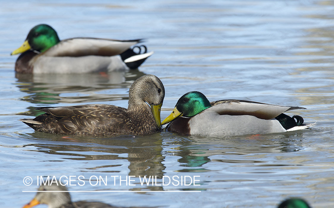 Black duck swimming with mallard ducks.