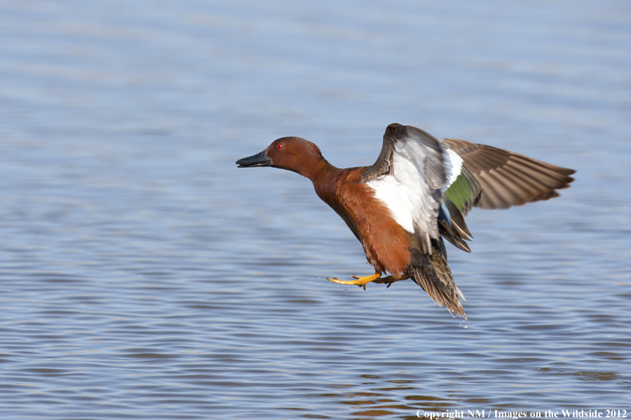 Cinnamon Teal landing on water. 