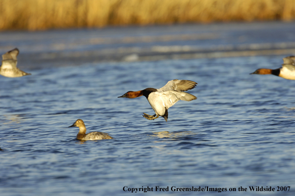 Canvasback duck