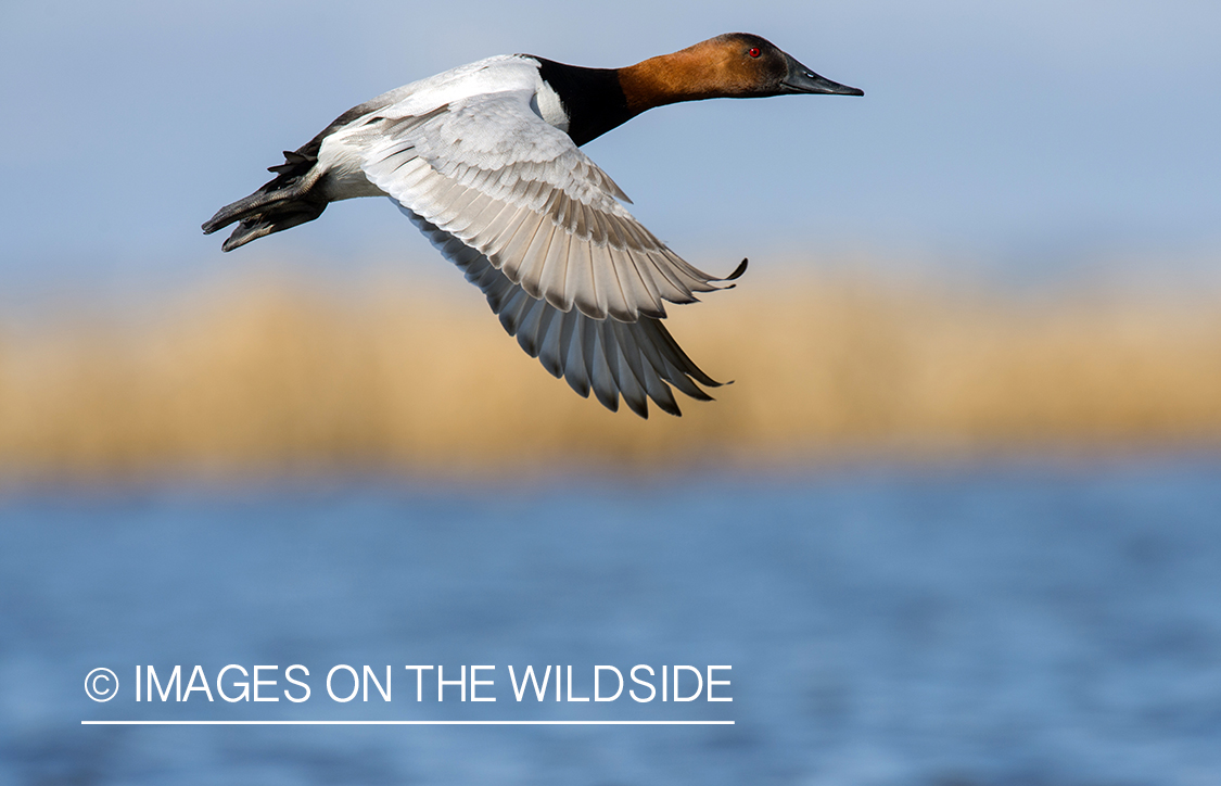 Canvasback in flight.