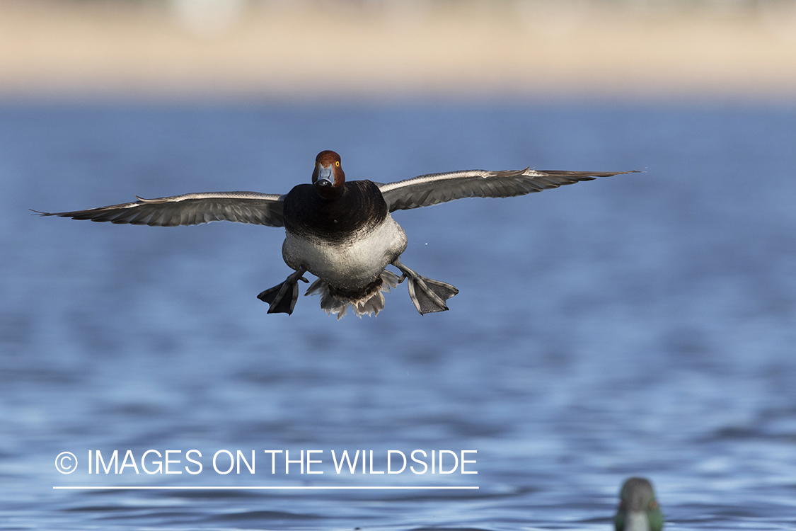 Canvasback drake in flight.