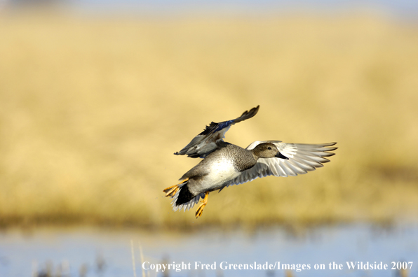 Gadwall duck in flight