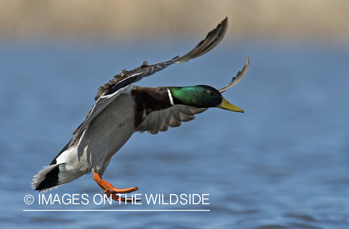 Mallard duck landing on pond.