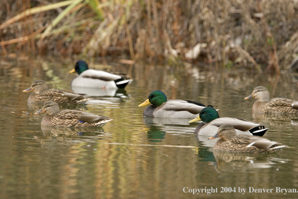 Mallards on pond.