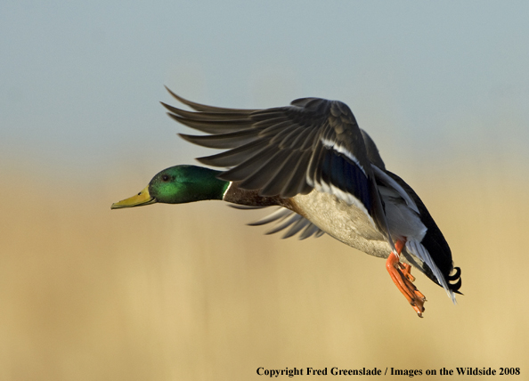 Mallard drake in flight