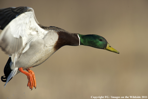 Mallard landing. 