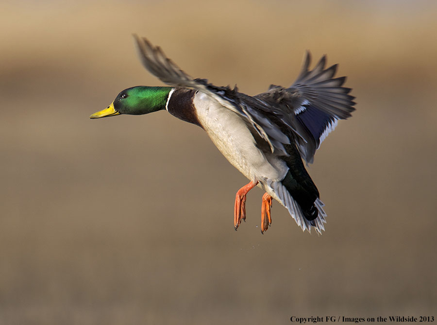 Mallard in flight.