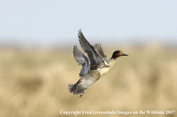 Green-winged teal ducks