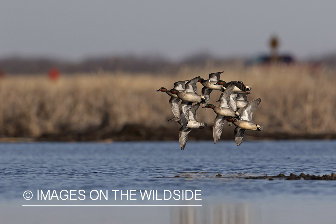 Green-winged Teal (whiffling) in flight.