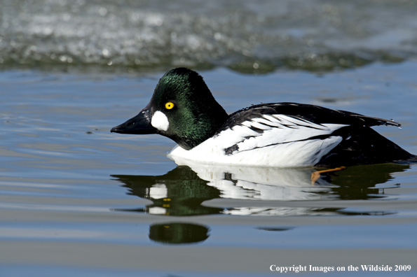 Common Goldeneye duck