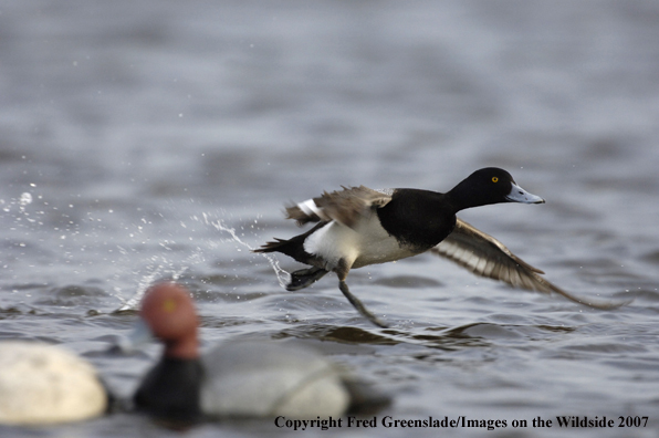 Lesser Scaup duck