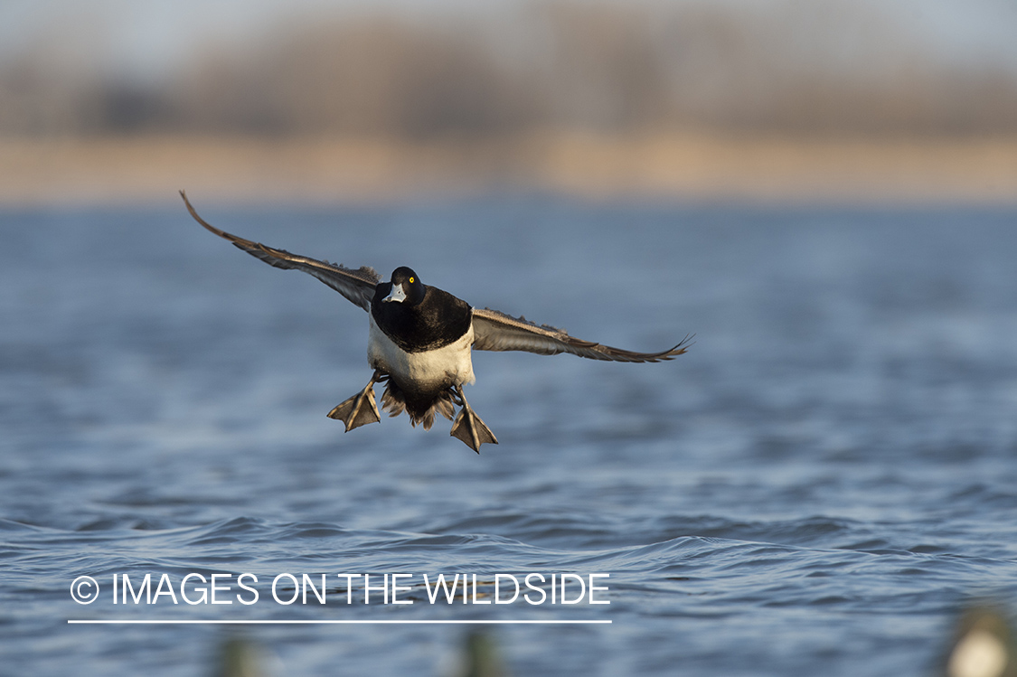 Lesser Scaup in flight.