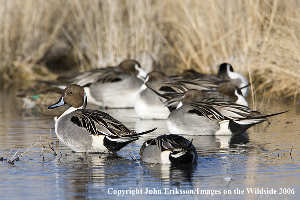 Pintail ducks in habitat.