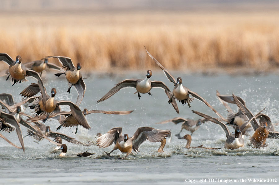 Pintail Ducks in wetland.