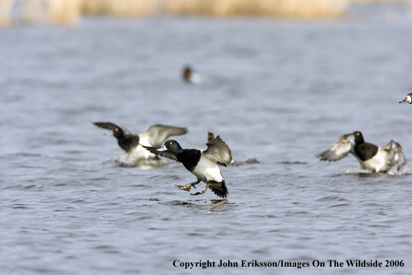 Greater scaup ducks landing in habitat.