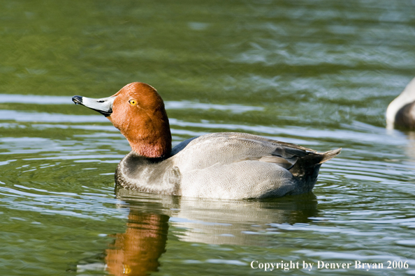 Redhead ducks.