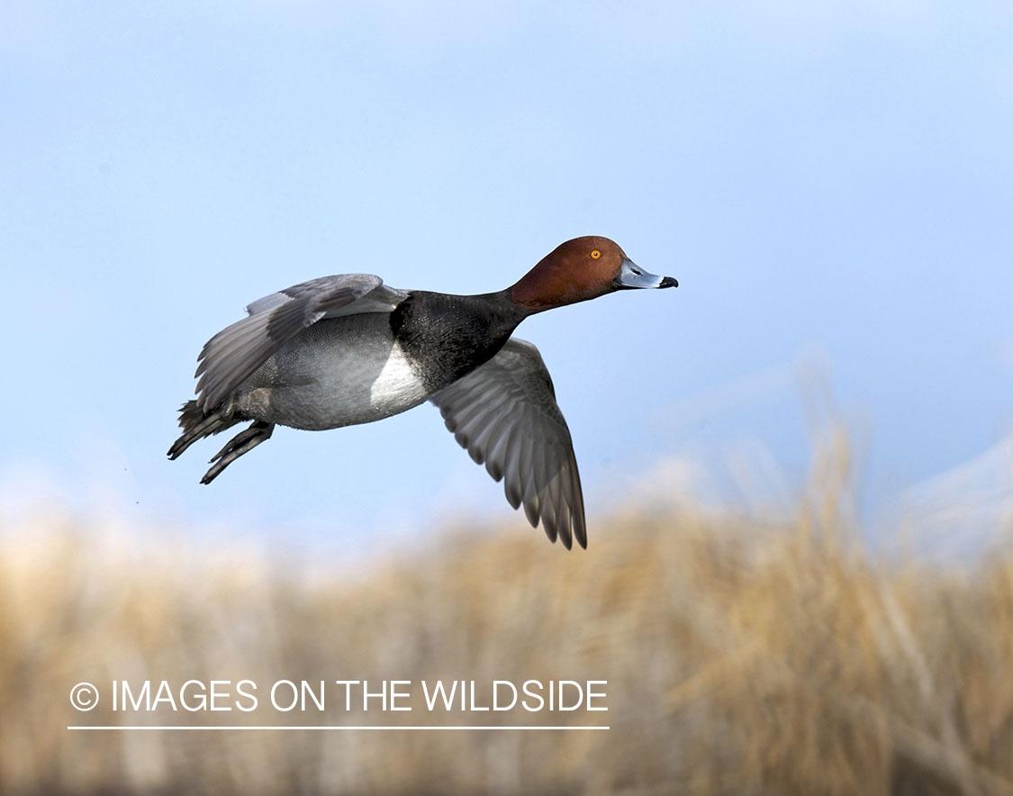 Redhead duck in flight. 