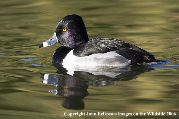 Ring-necked drake in habitat.