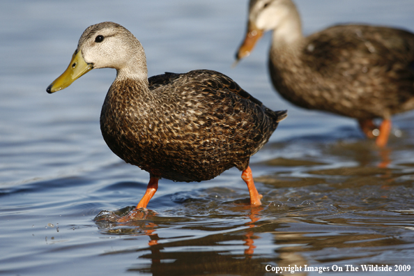 Mottled Ducks