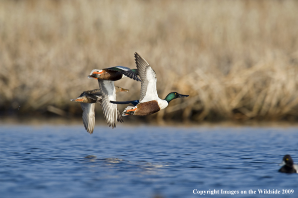 Shoveler ducks in flight