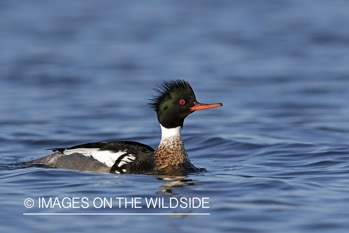 Red-breasted Merganser on water.