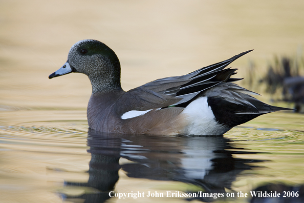 Wigeon in habitat.