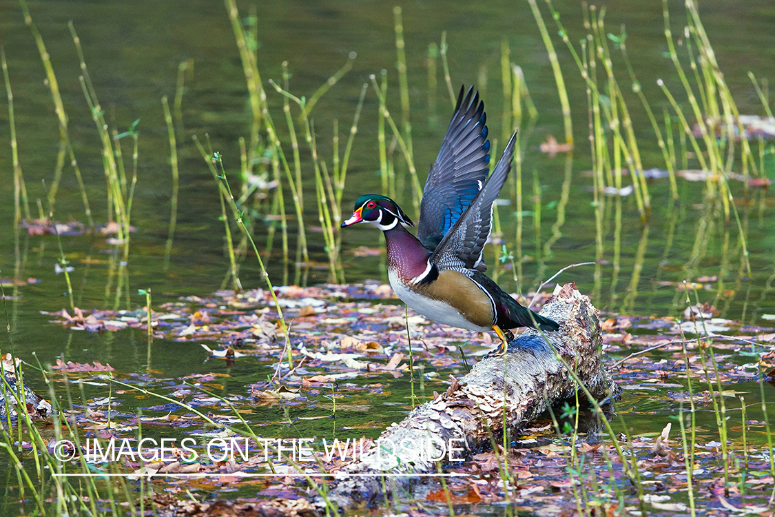 Wood duck in flight.