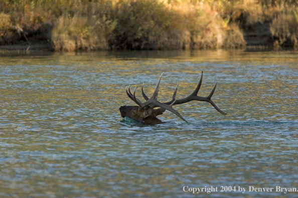 Rocky Mountain bull elk crossing stream.